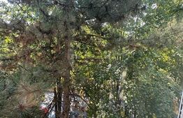 Apartament 3 camere decomandat, 59mp, zona Complexul Mic