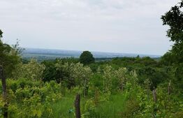 Casa individuala cu crama, teren 6700mp, Plopu