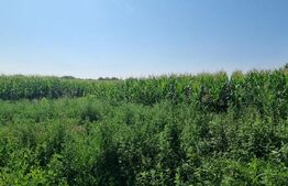 Teren intravilan, 3400 mp, extravilan 2800 mp, comuna Balta Doamnei