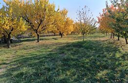 Teren Intravilan 6300 mp Magurele Prahova , Oportunitate !