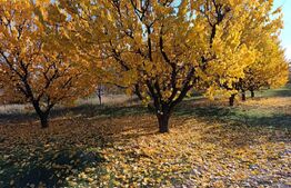 Teren Intravilan 6300 mp Magurele Prahova , Oportunitate !