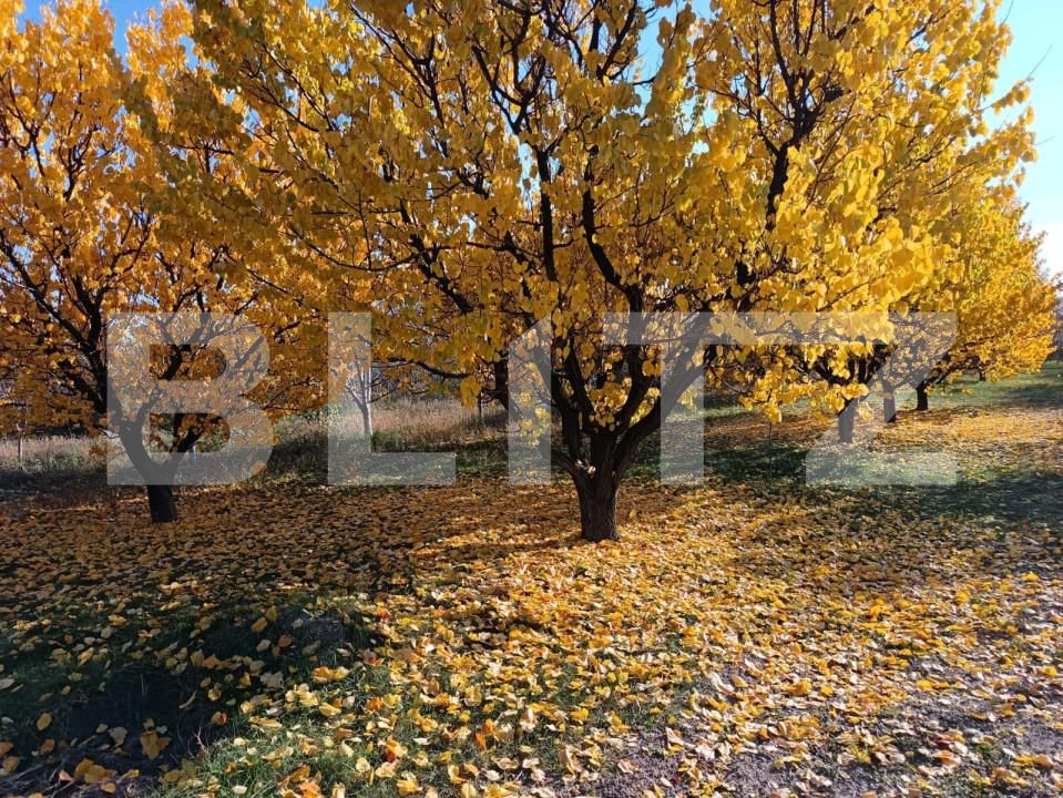 Teren de vânzare Magurele - 161108TV | BLITZ Ploieşti | Poza3