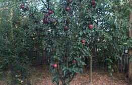 Teren intravilan Brazii de Sus, 3800 mp