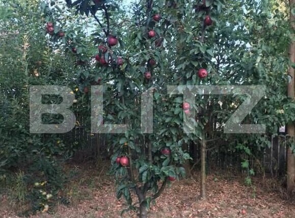 Teren de vânzare Brazii de Sus - 163381TV | BLITZ Ploieşti | Poza4