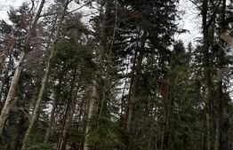Teren unic, exclusivist  4000 mp, in inima muntilor, Sinaia