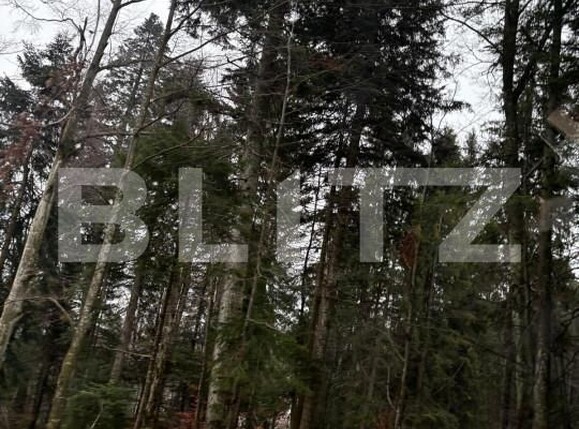 Teren de vânzare Sinaia - 163615TV | BLITZ Ploieşti | Poza6