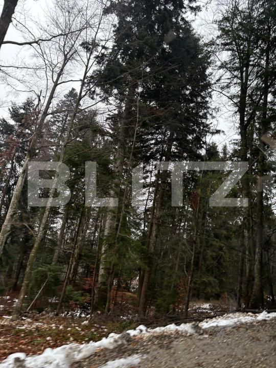 Teren de vânzare Sinaia - 163615TV | BLITZ Ploieşti | Poza6