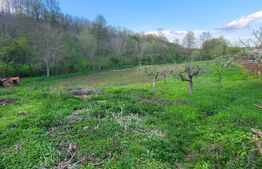  Teren 6650 mp, cu casa nefinalizata de 111 mp, in Nisipoasa. 