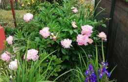 Vilă 7 camere, 200 mp, zona Măneciu Pământeni