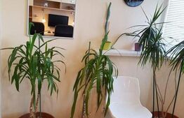 Apartament 2 camere, 51 mp, an 1987,  Republicii-Caraiman 
