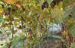 Casă, teren generos – Măgurele, sat Iazu, Prahova