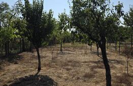 Casă, teren generos – Măgurele, sat Iazu, Prahova