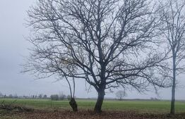 OPORTUNITATE TEREN 0,9 Ha intravilan constructii+extravilan