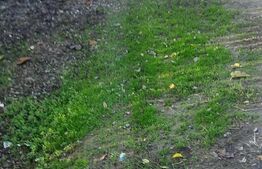 Pachet complet: casă + 800 mp Cocorastii Colt