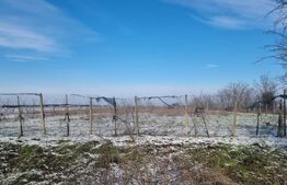 PROPRIETATE AGRICOLĂ PREMIUM – 5 HECTARE CU LIVADĂ DE NUCI (CHANDLER & FERNETTE)