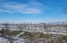 PROPRIETATE AGRICOLĂ PREMIUM – 5 HECTARE CU LIVADĂ DE NUCI (CHANDLER & FERNETTE)