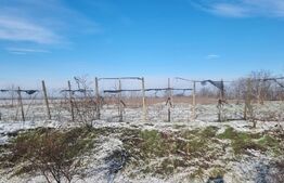 PROPRIETATE AGRICOLĂ PREMIUM – 5 HECTARE CU LIVADĂ DE NUCI (CHANDLER & FERNETTE)
