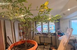 Casa spatioasa de inchiriat, 259 mp, zona Bereasca