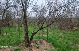 TEREN zona aer curat CASA si ANEXA