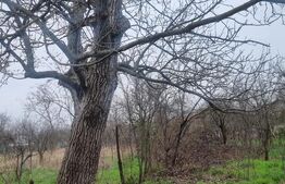 TEREN zona aer curat CASA si ANEXA SCORTENI/PH