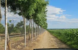 Plantatie de nuci pe rod, 14 ha, 2.000 pomi