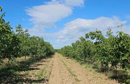 Plantatie de nuci pe rod, 14 ha, 2.000 pomi