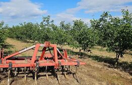 Plantatie de nuci pe rod, 14 ha, 2.000 pomi