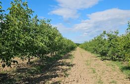 Plantatie de nuci pe rod, 14 ha, 2.000 pomi