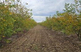 Plantatie de nuci pe rod, 14 ha, 2.000 pomi