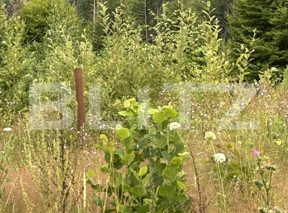 Teren de vânzare Sinaia - 202580TV | BLITZ Ploieşti | Poza24