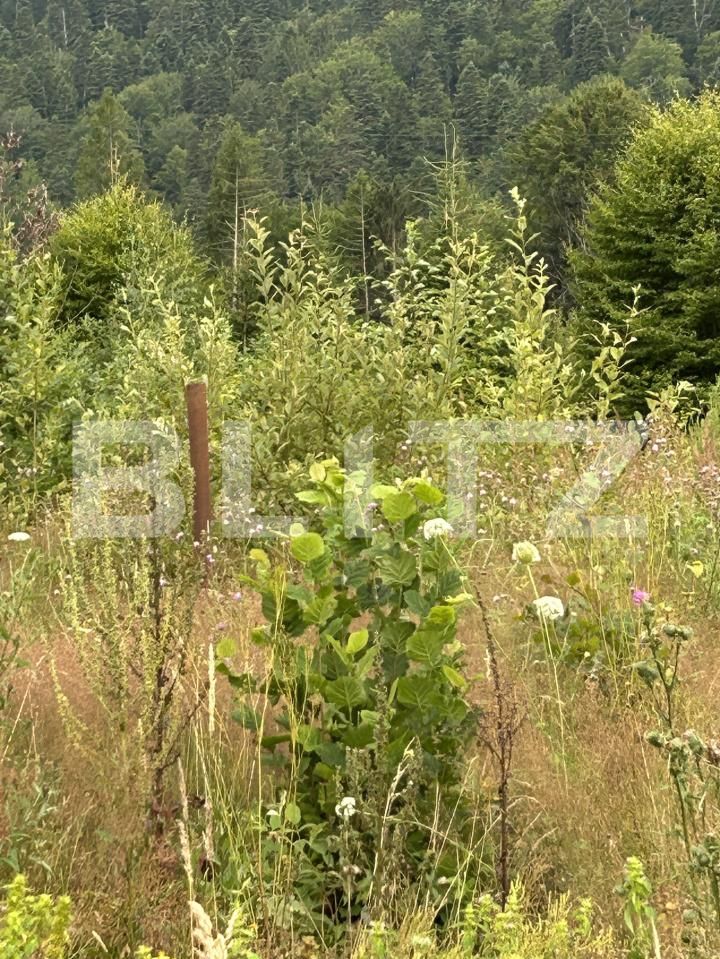 Teren de vânzare Sinaia - 202580TV | BLITZ Ploieşti | Poza24