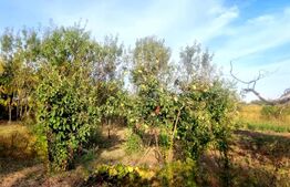 Teren de vanzare, 19.155 mp, zona Valea Călugărească