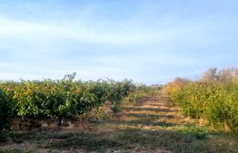 Teren de vanzare, 19.155 mp, zona Valea Călugărească