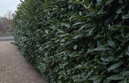 Casă deosebită cu 3 dormitoare și jacuzzi, aproape de statiunea Baile Herculane