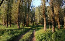 Teren, 120000mp, Insula Calinovat, Moldova Noua 