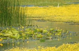 Teren, 120000mp, Insula Calinovat, Moldova Noua 