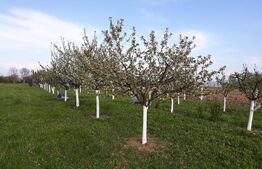 10 Arii Teren extravilan cu livada de pomi 