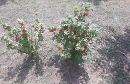 10 Arii Teren extravilan cu livada de pomi 