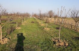 10 Arii Teren extravilan cu livada de pomi 