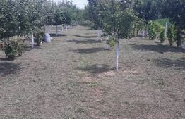 10 Arii Teren extravilan cu livada de pomi 