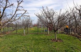 10 Arii Teren extravilan cu livada de pomi 