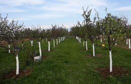 10 Arii Teren extravilan cu livada de pomi 