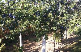 10 Arii Teren extravilan cu livada de pomi 