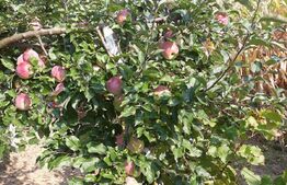 10 Arii Teren extravilan cu livada de pomi 