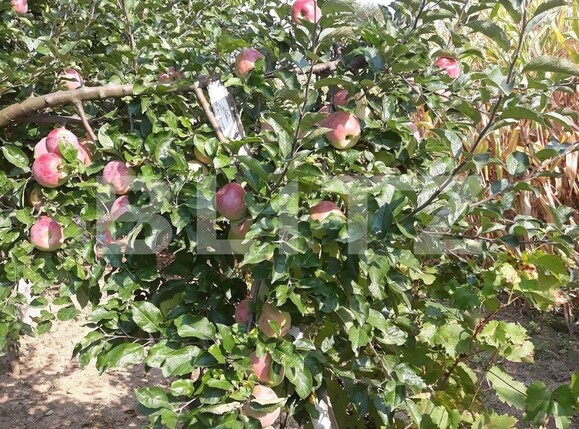 Teren de vânzare Carpati 2 - 122020TV | BLITZ Satu Mare | Poza8