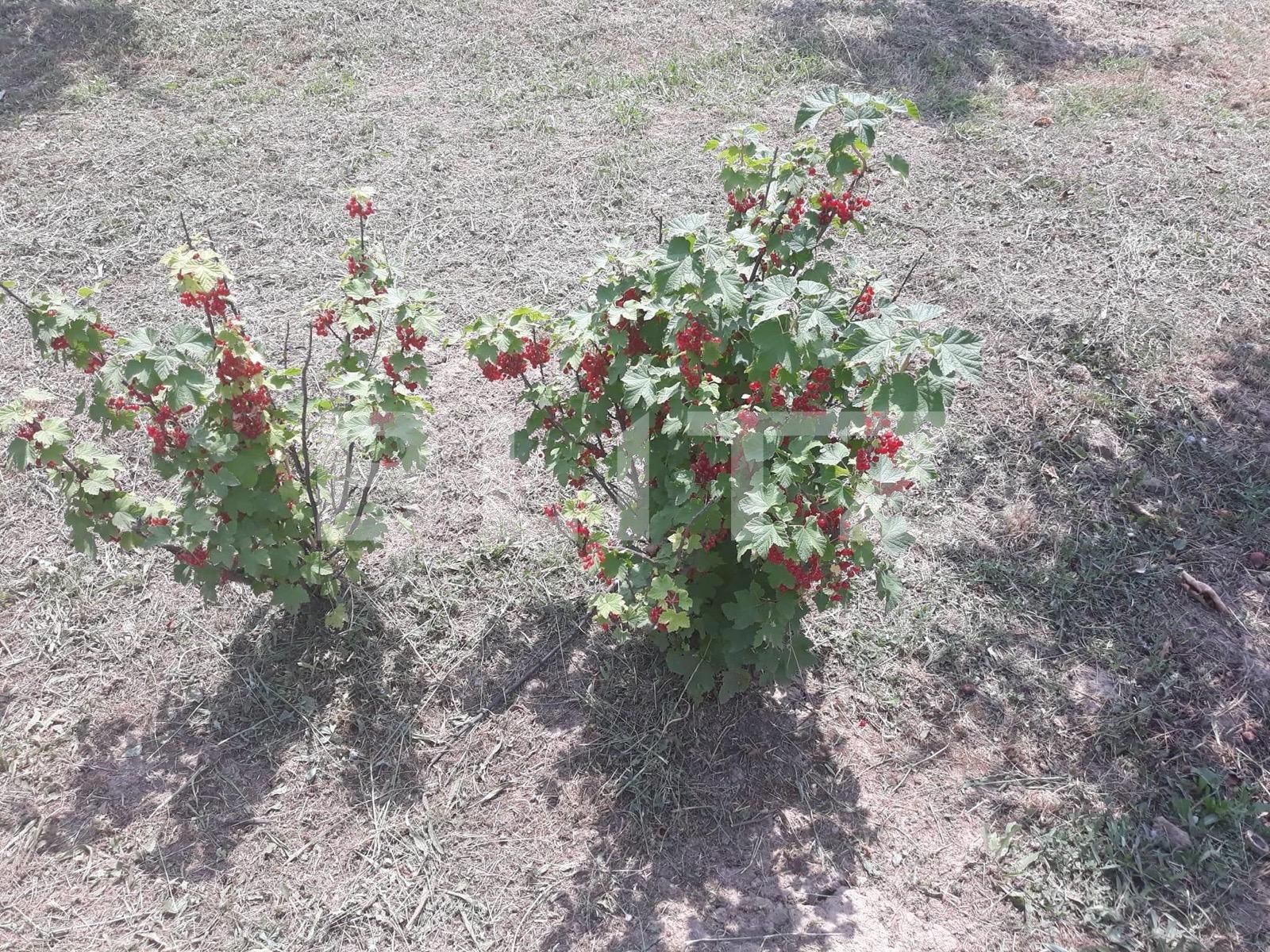 Teren de vânzare Carpati 2 - 122020TV | BLITZ Satu Mare | Poza5