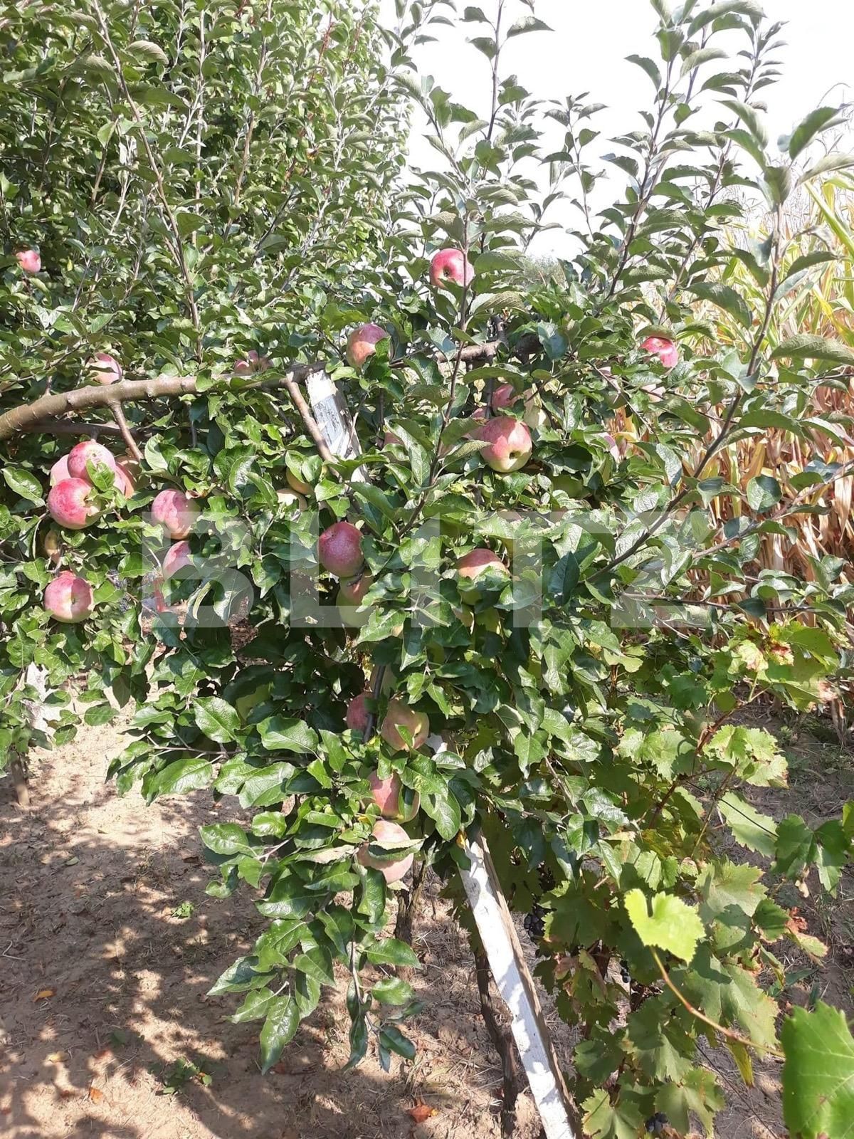 Teren de vânzare Carpati 2 - 122020TV | BLITZ Satu Mare | Poza8