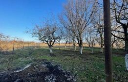 Două Case în aceeași Curte, Zona Petin