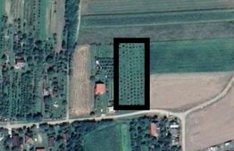 Teren Intravilan în Viile Satu Mare