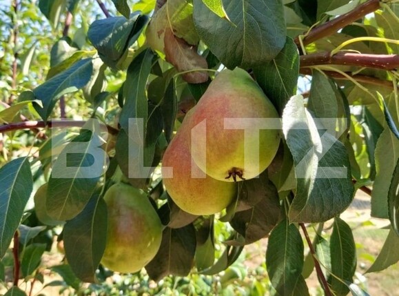 Teren de vânzare Exterior Nord - 134078TV | BLITZ Satu Mare | Poza1